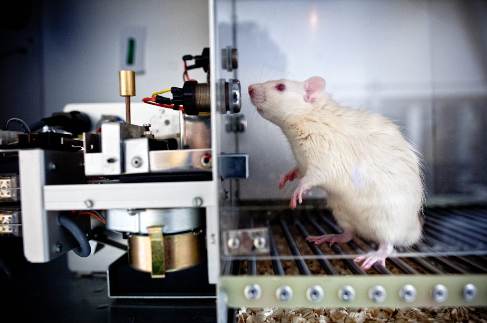 Mouse